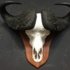 Skull of a large capital Cape buffalo