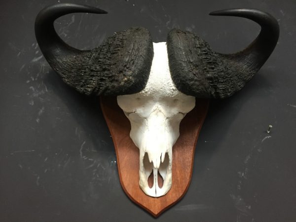 Skull of a large capital Cape buffalo