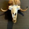 Skull of a musk ox