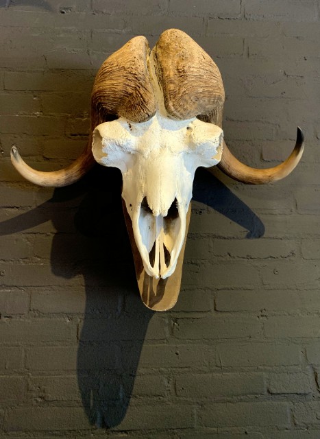 Skull of a musk ox