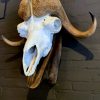 Skull of a musk ox