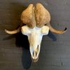 Skull of a musk ox