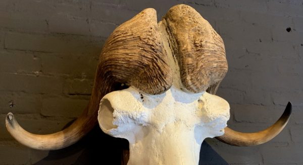 Skull of a musk ox
