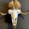 Skull of a musk ox