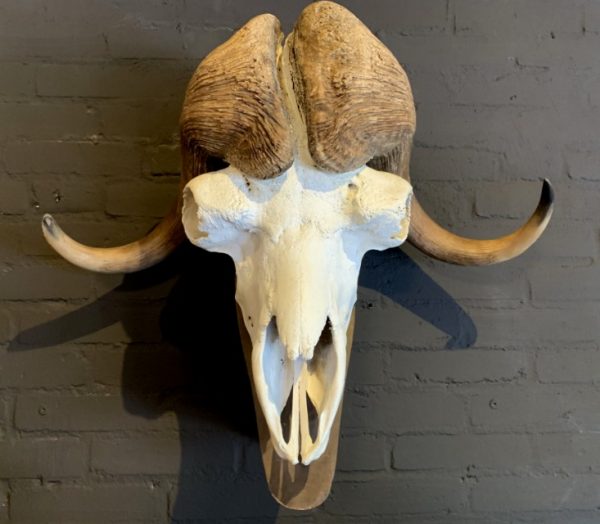 Skull of a musk ox