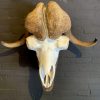 Nice decoration piece, a large mouflon skull on a stone base