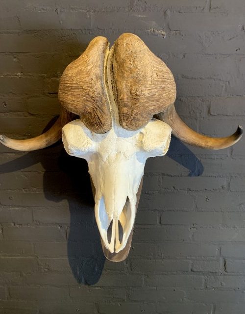 Skull of a musk ox