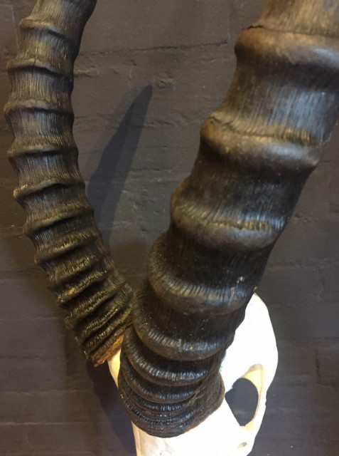 Schedel van een Topi gemonteerd op een hardstenen sokkel
