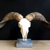 Very large skull of a goat