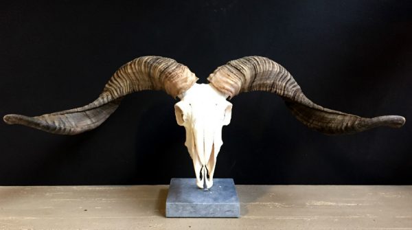 Skull of a very large ram