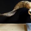 Skull of a very large ram