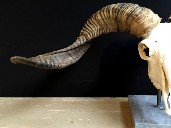 Skull of a very large ram