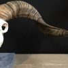 Skull of a very large ram