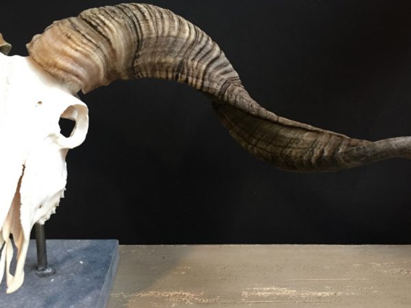 Skull of a very large ram