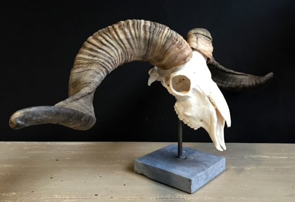 Skull of a very large ram