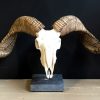 Skull of a very large ram.