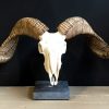 Skull of a very large ram