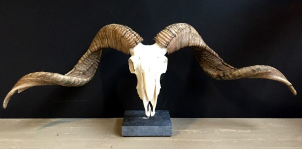 Skull of a very large ram