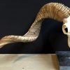 Skull of a very large ram