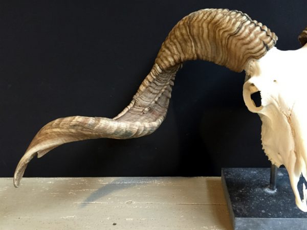 Skull of a very large ram