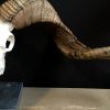 Skull of a very large ram