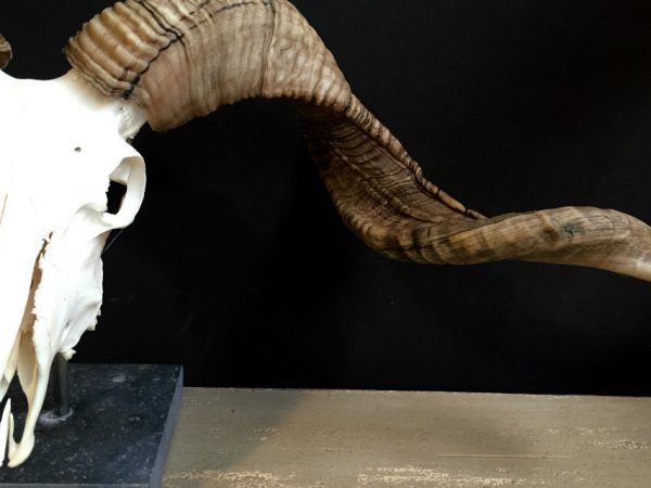 Skull of a very large ram