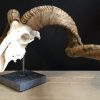 Skull of a very large ram