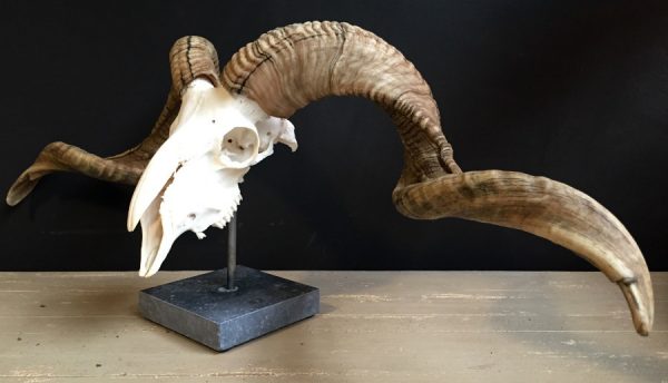 Skull of a very large ram