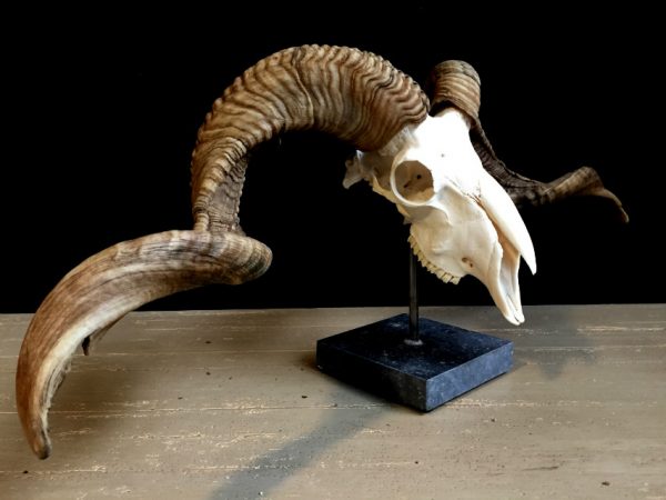 Skull of a very large ram