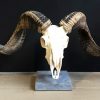 Skull of a very large ram.