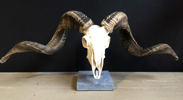 Skull of a very large ram.