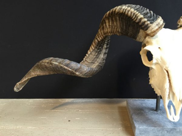 Skull of a very large ram.