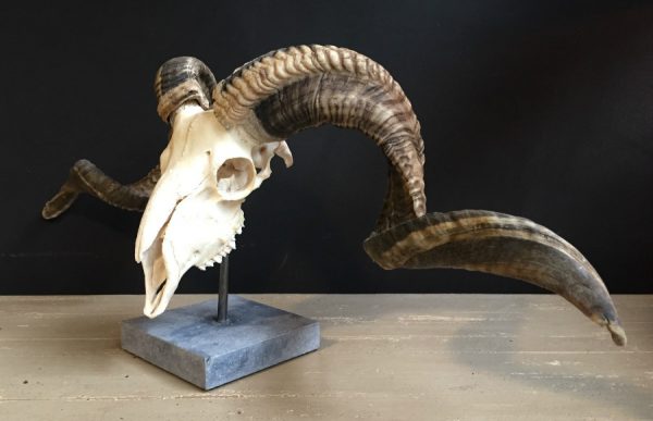 Skull of a very large ram.