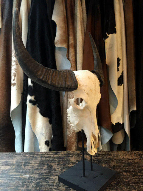 Skull of a water buffalo at a console