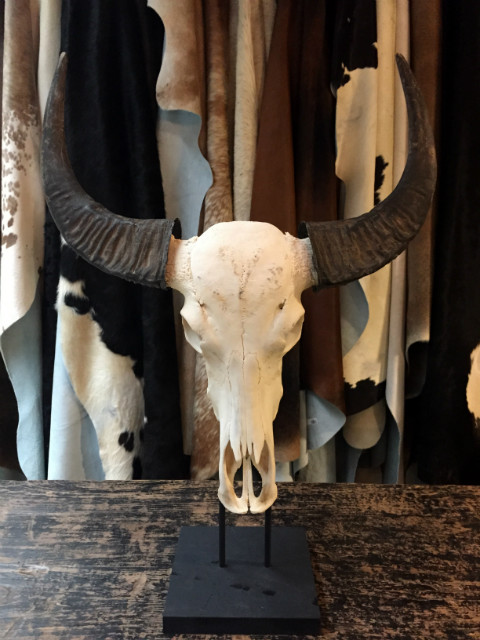 Skull of a water buffalo at a console