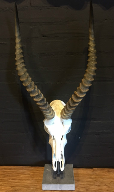 Schedel van een Afrikaanse antilope gemonteerd op een hardstenen sokkel.