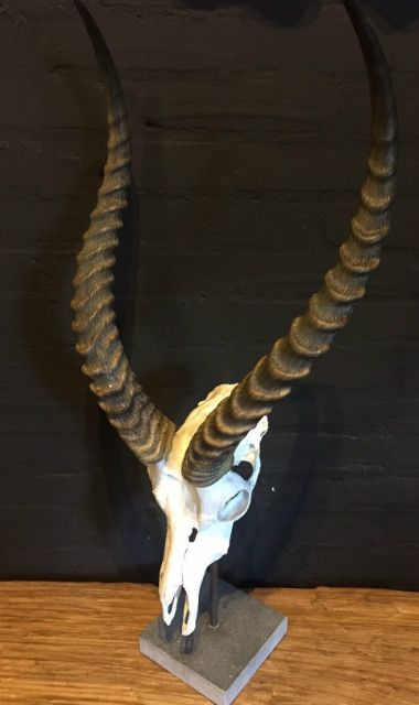 Schedel van een Afrikaanse antilope gemonteerd op een hardstenen sokkel.