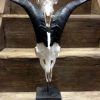 New bleached and carved water buffalo skulls