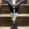 Skulls of bucks mounted on hard stone pedestals