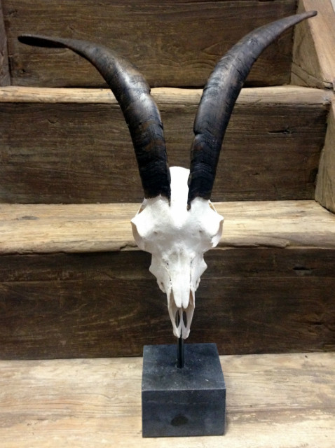 Skulls of bucks mounted on hard stone pedestals