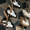 Skulls of large fallow deer mounted on hard stone pedestals.