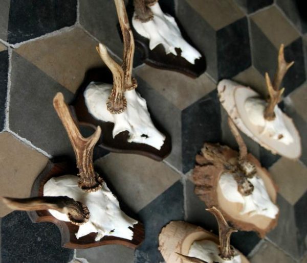 Skulls of roe bock. Roe bock antlers