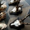 Skulls of roe bock. Roe bock antlers