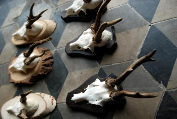 Skulls of roe bock. Roe bock antlers