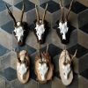 Skulls of roe bock. Roe bock antlers