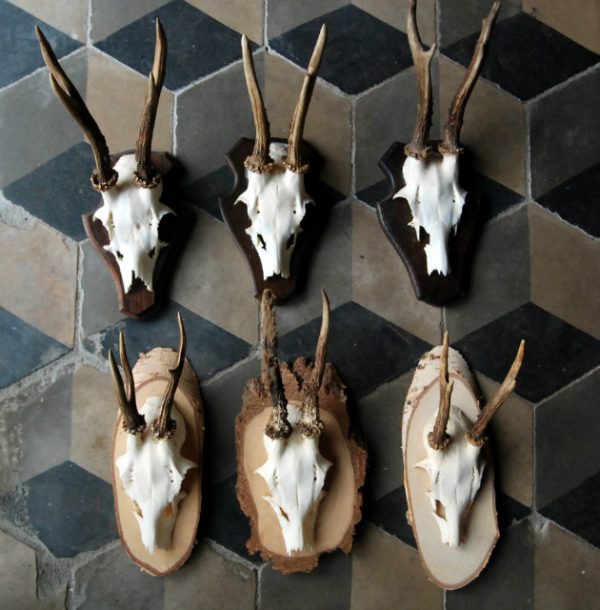 Skulls of roe bock. Roe bock antlers