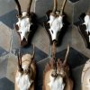 Skulls of roe bock. Roe bock antlers