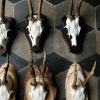 Skulls of roe bock. Roe bock antlers