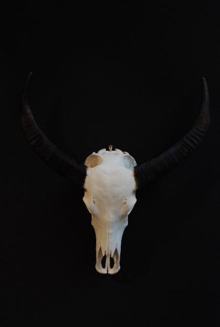 Skulls of water buffalo
