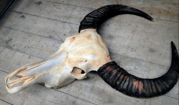 Skulls water buffalo